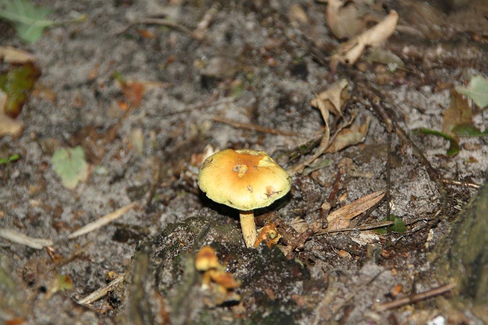 gele paddestoel