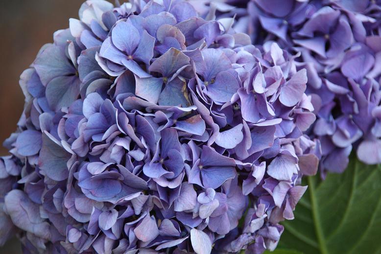 hortensia