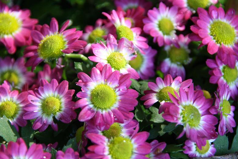 bloemen