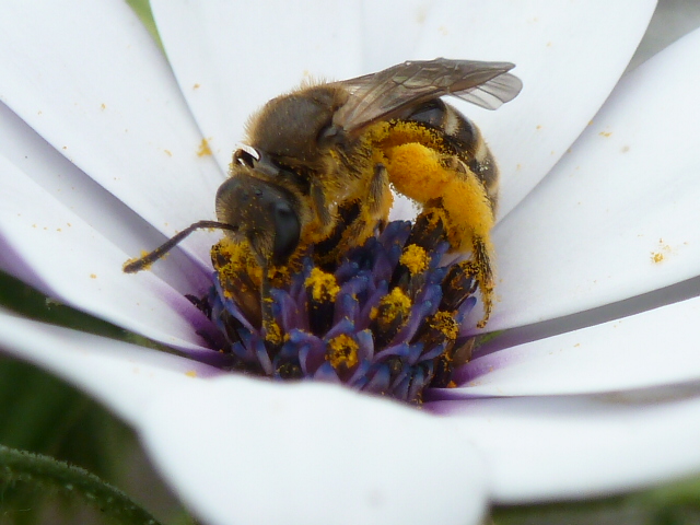 Klein insect onder het stuifmeel