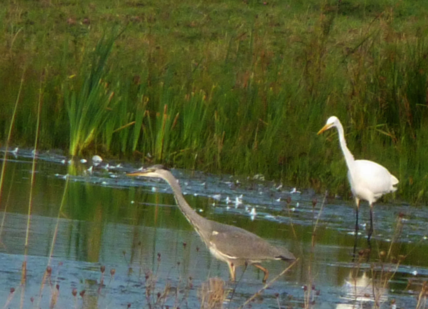 Op zoek naar voedsel