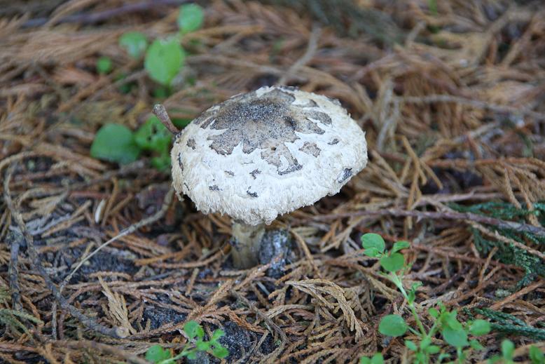 Paddestoel