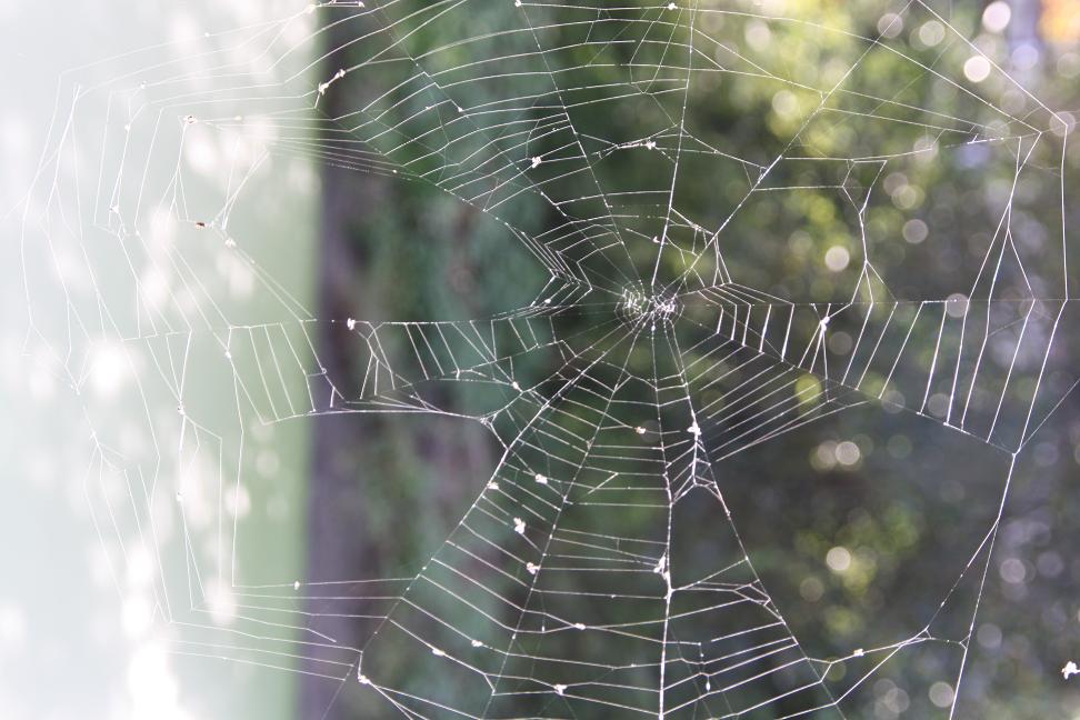 Spinnenweb met gaten