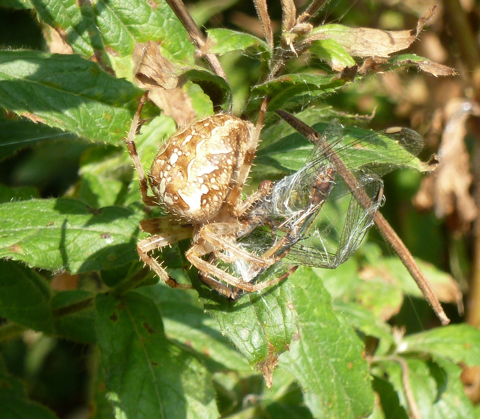 Vijfluik van Kruisspin die prooi vangt (3)