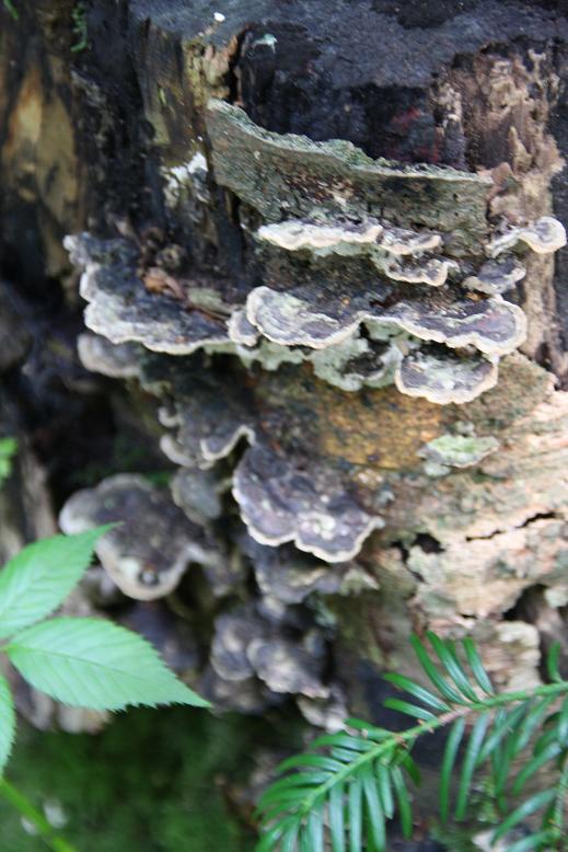 elvenbankjes
