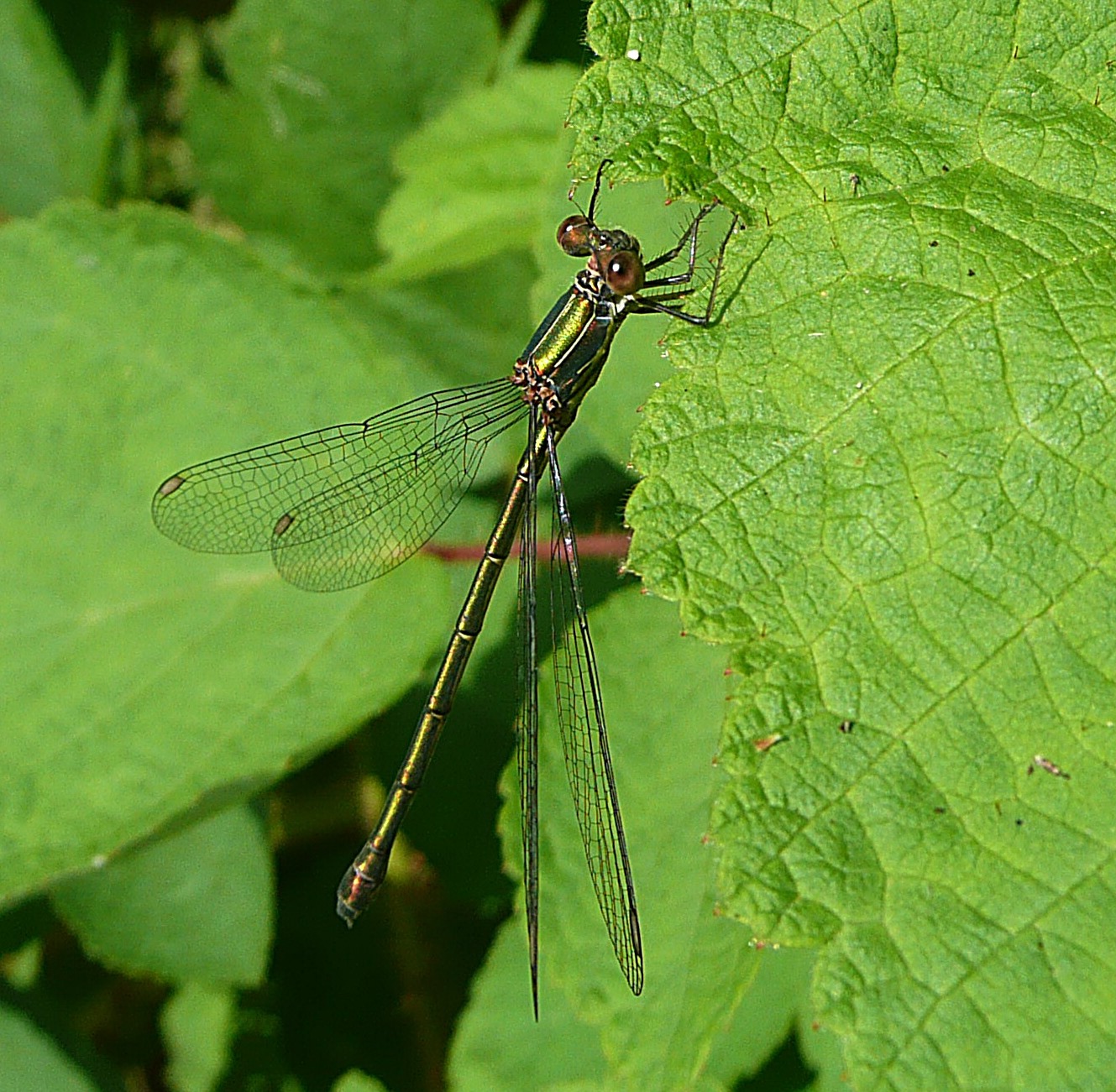 Houtpantserwaterjuffer