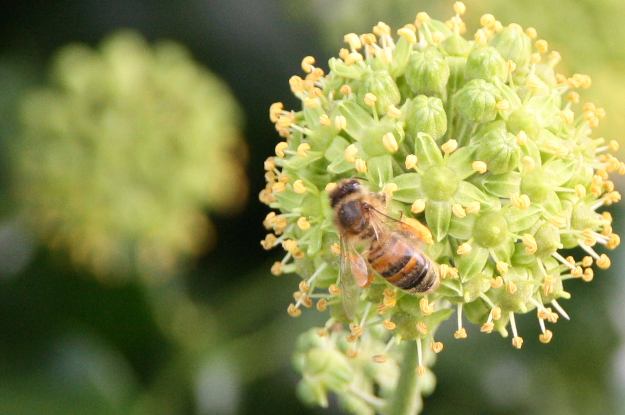 wesp op bloem