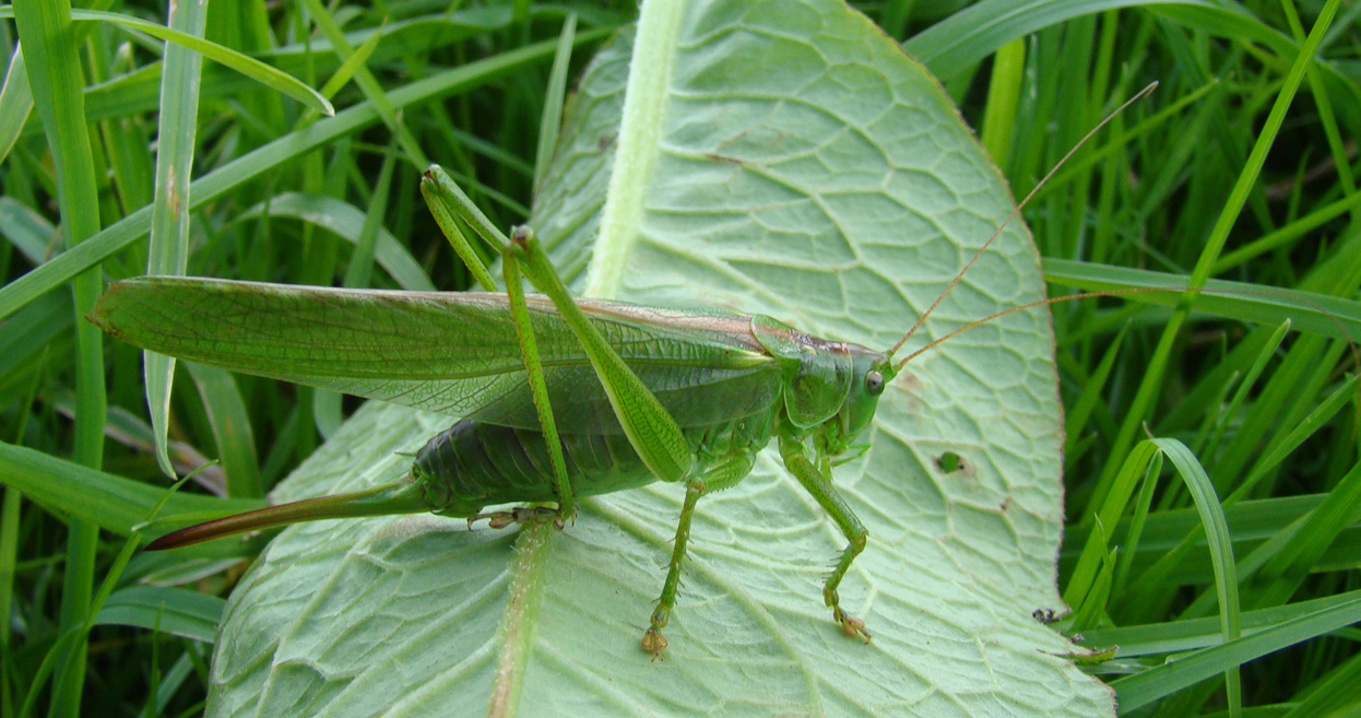 Grote groene sabelsprinkhaan