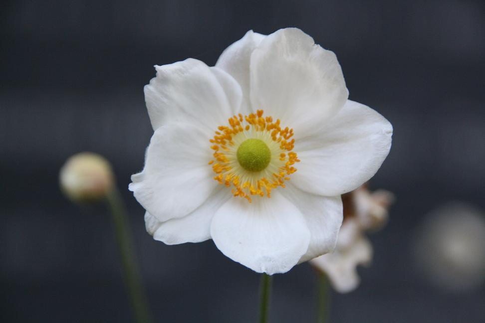 bloem