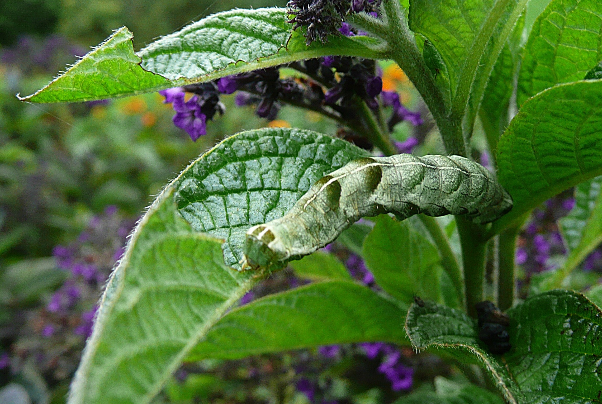 Rups van de perzikkruiduil