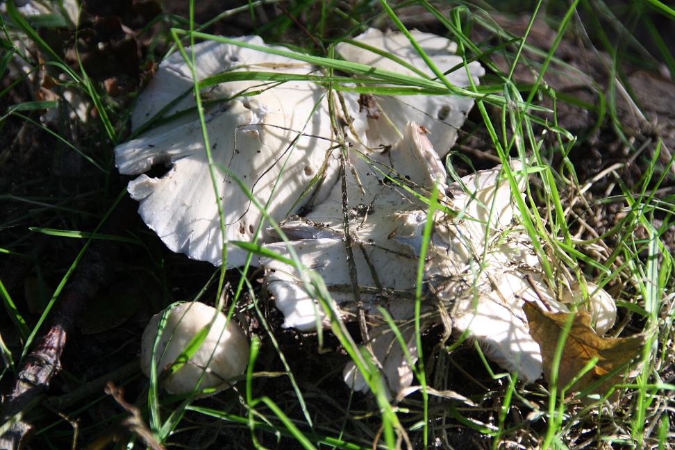 onbekende paddestoelen