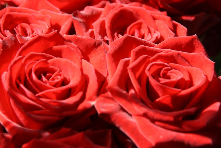 rozen