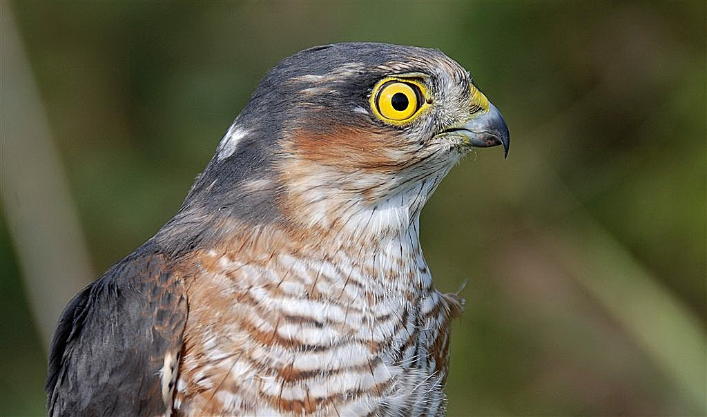 Adulte Sperwer (man).