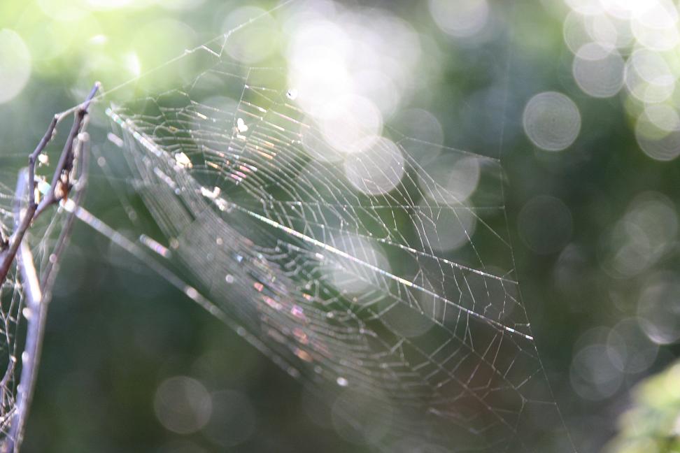 kleurig web