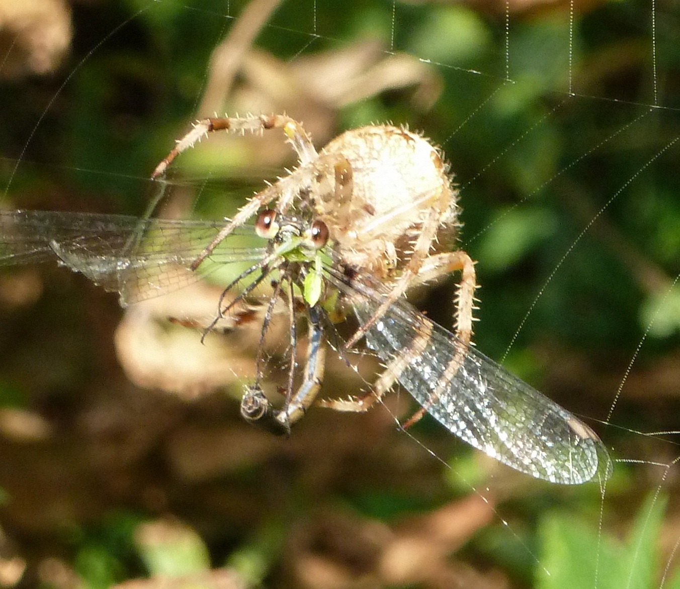 Vijfluik van Kruisspin die prooi vangt (2)