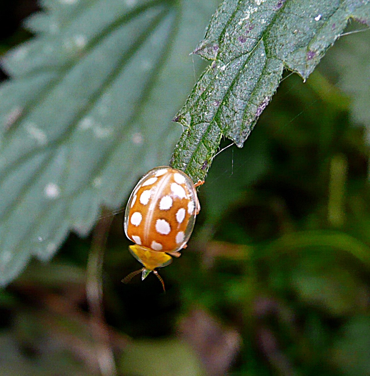 Meeldauwlieveheersbeestje