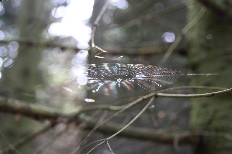 spinneweb