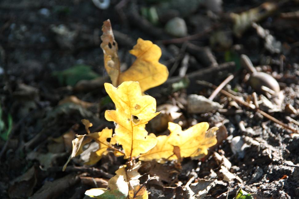 herfstbladeren