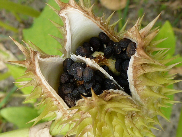 Zaaddoos van de Doornappel