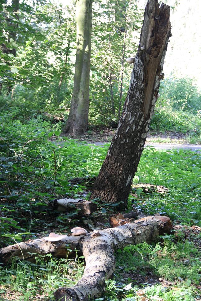 Op deze boom zaten de berkenzwammen