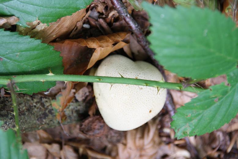 Gele aardappelbovist