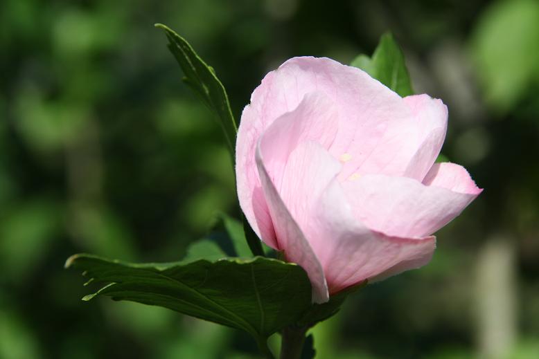 mooi roze
