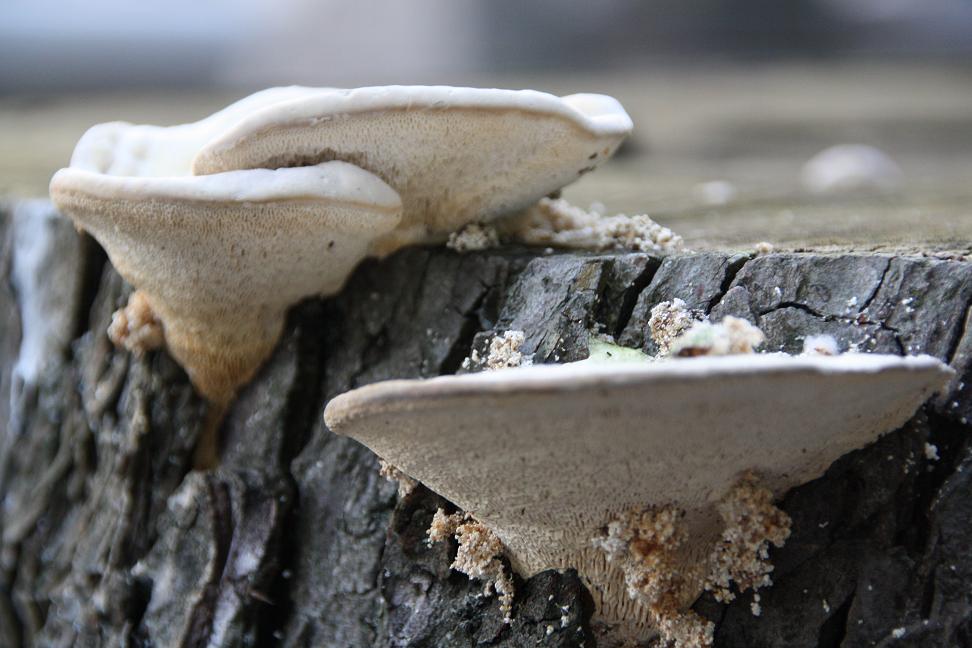 witte paddestoelen