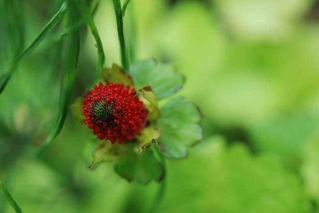 Compositie rood in groen