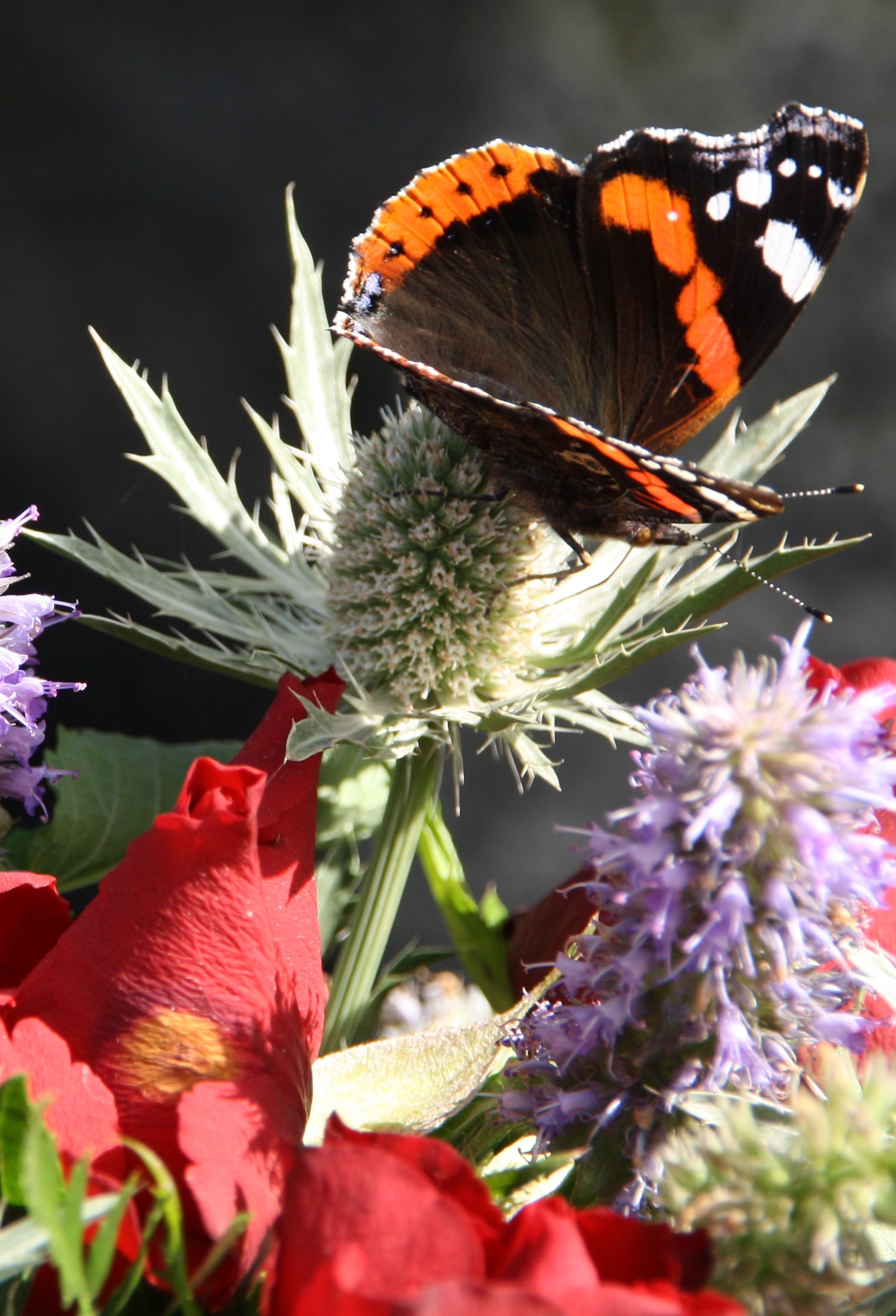 Vanessa atalanta