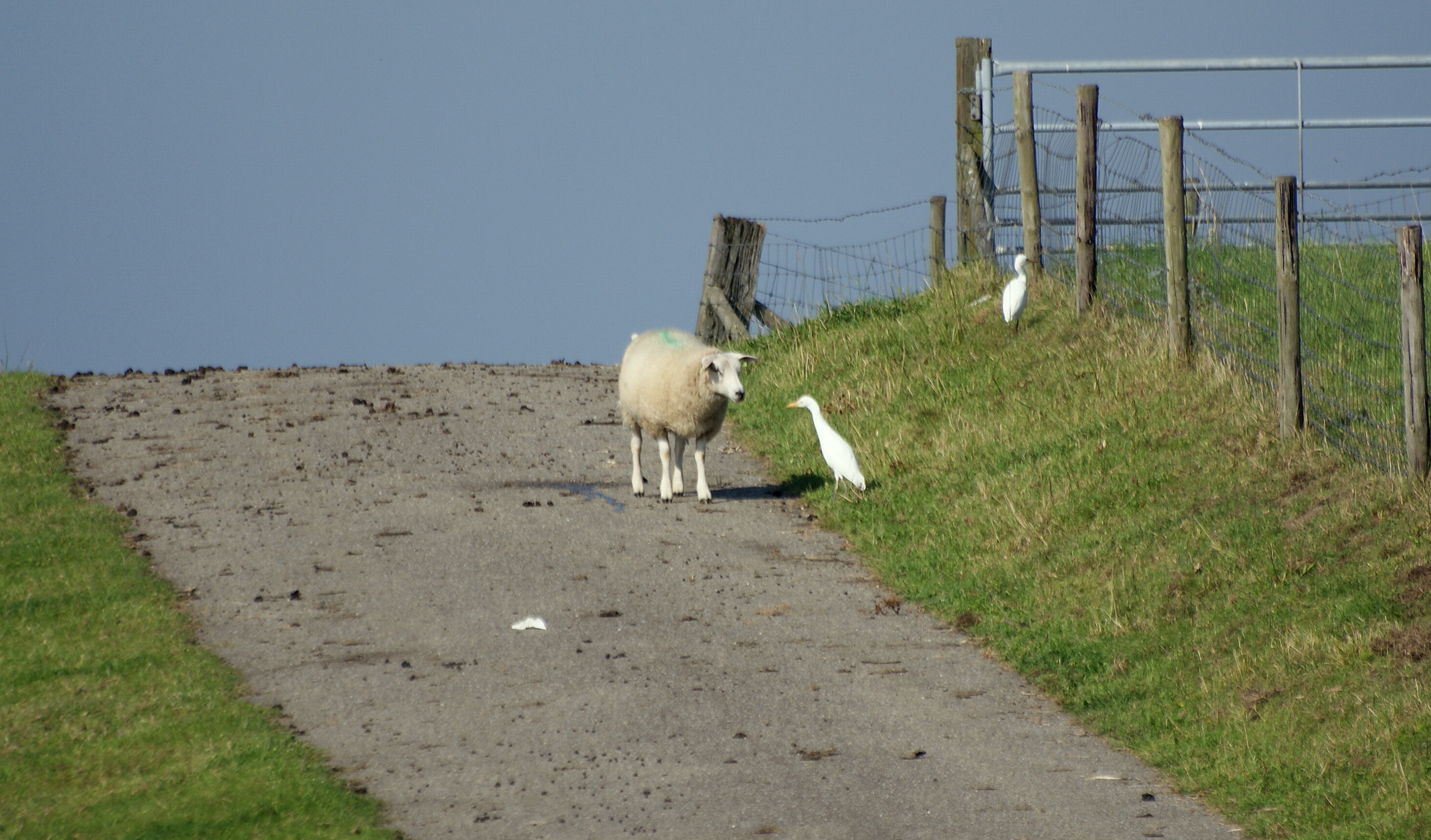 witte reiger