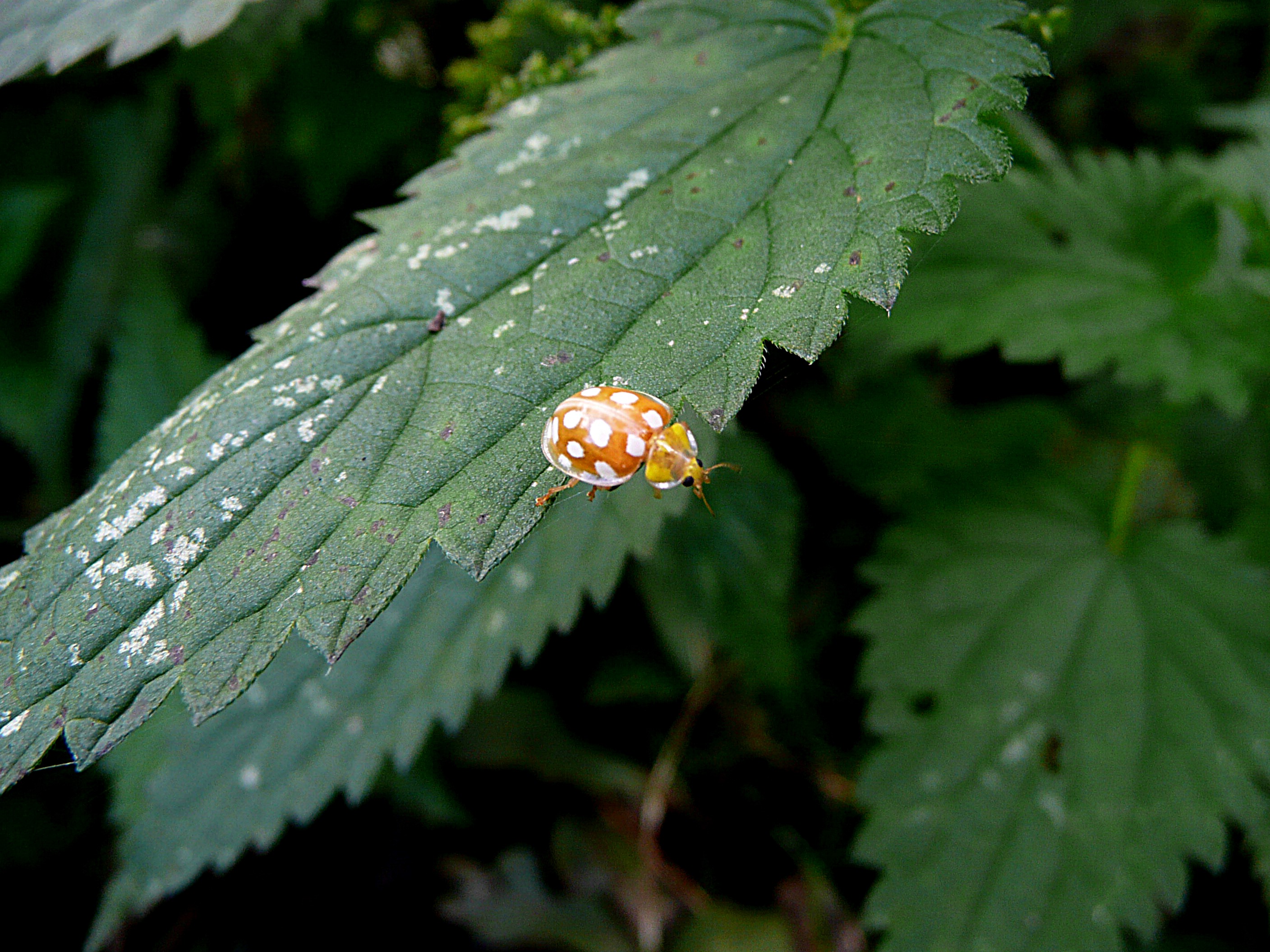 Meeldauwlieveheersbeestje