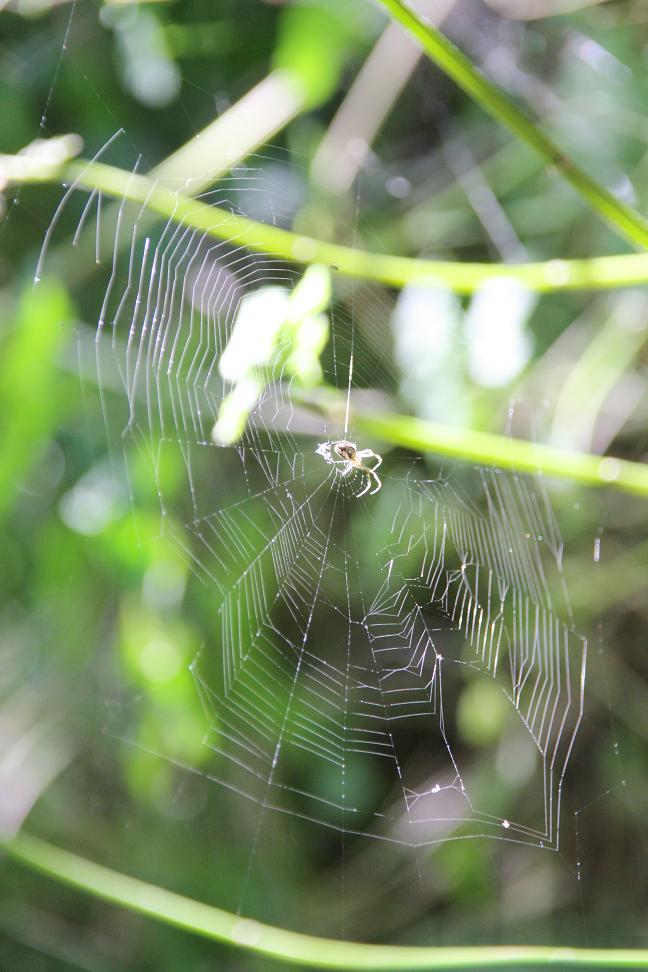 spin in z'n web