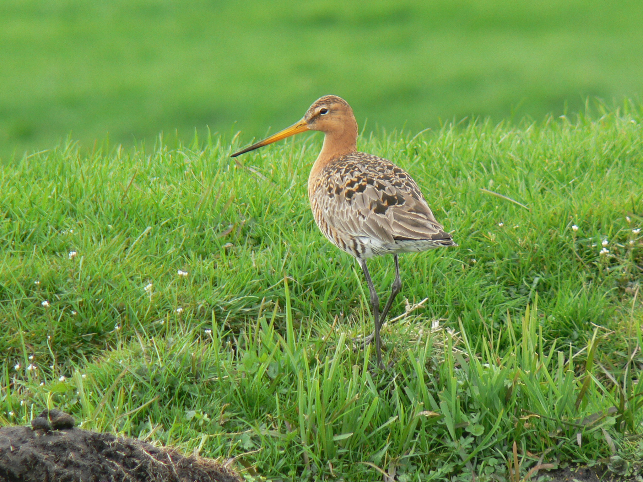 Afscheid van de Grutto