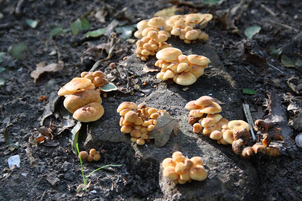 gele paddestoelen