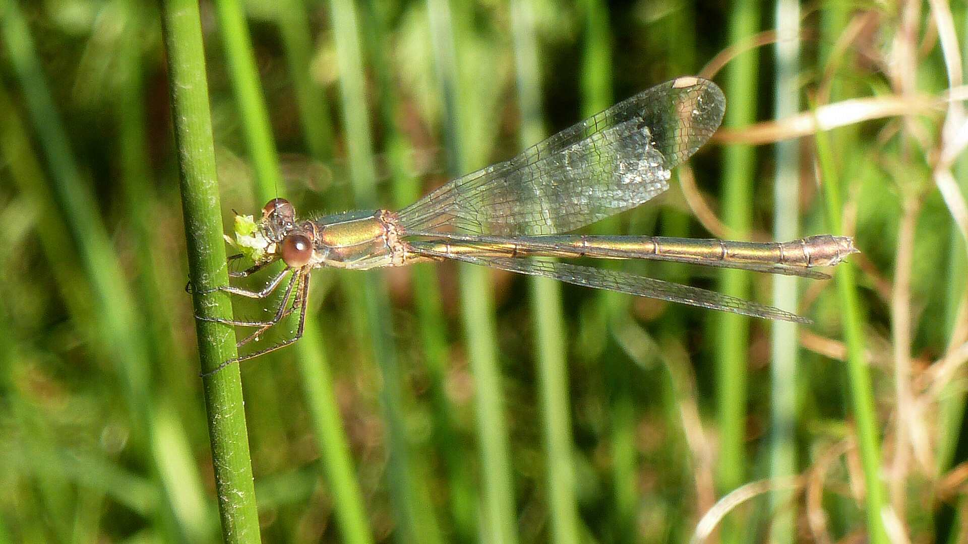 Vijfluik van Kruisspin die prooi vangt (1)