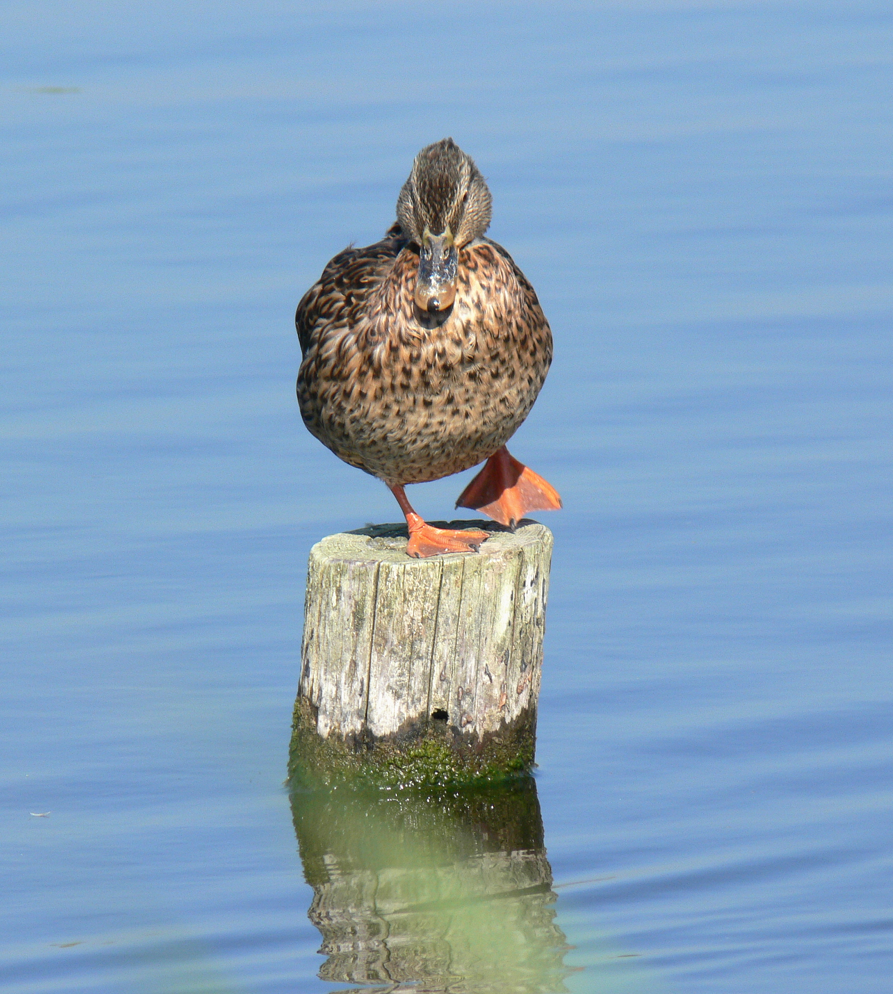 Wild duck is dancing in the sun