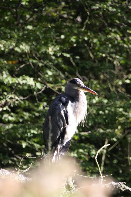 Reiger in vol ornaat