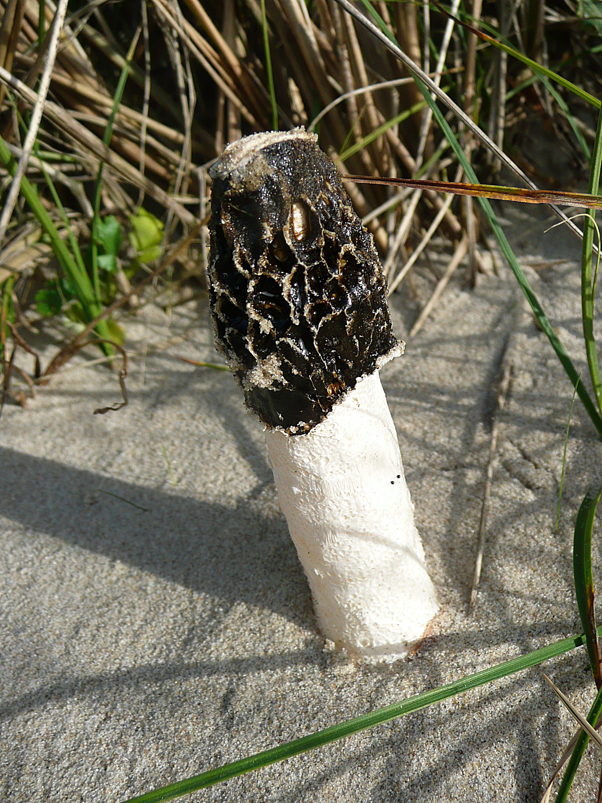 Kapjesmorielje in de war?