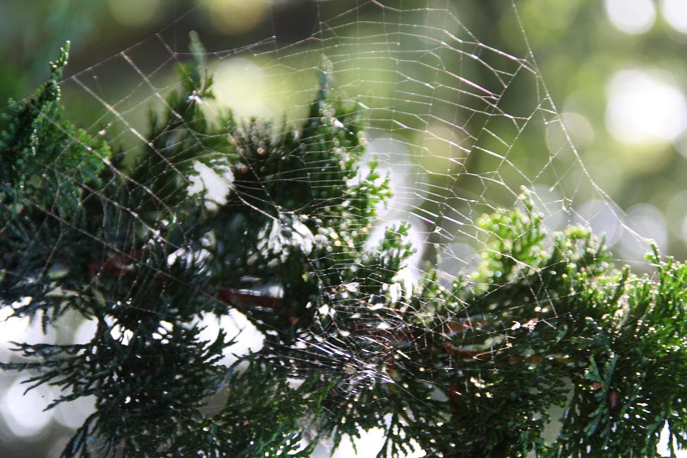 Spinnenweb