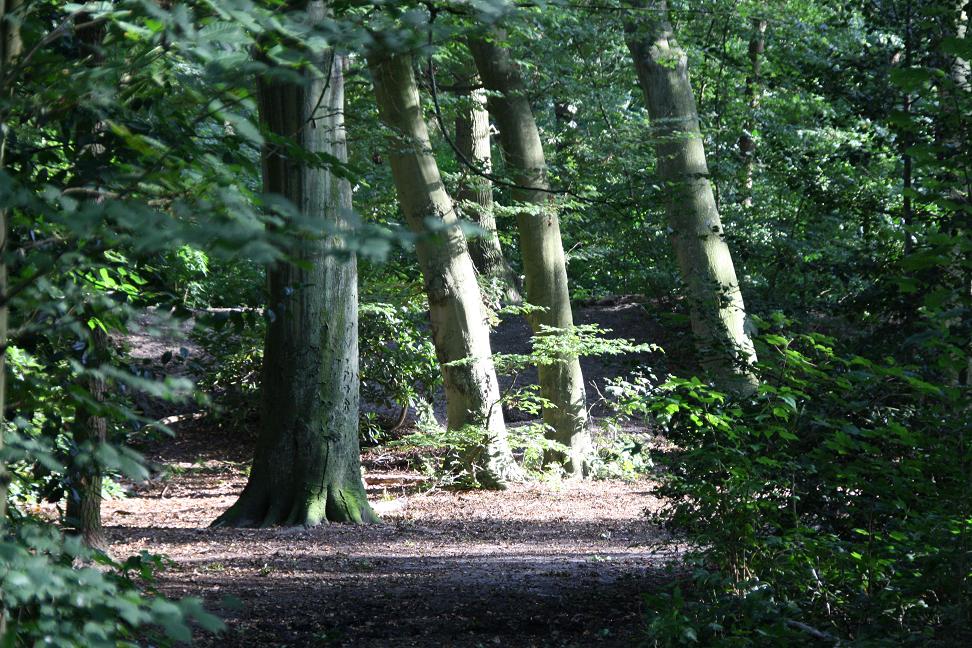 Meer en bos