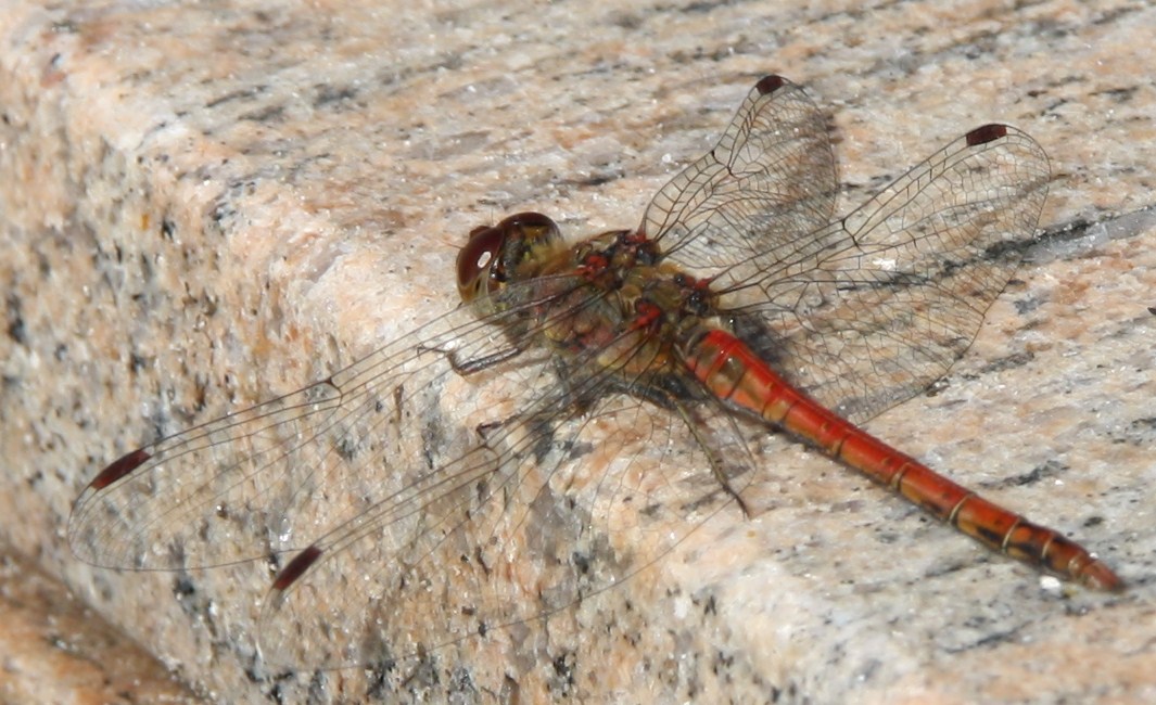 Bruinrode heidelibel
