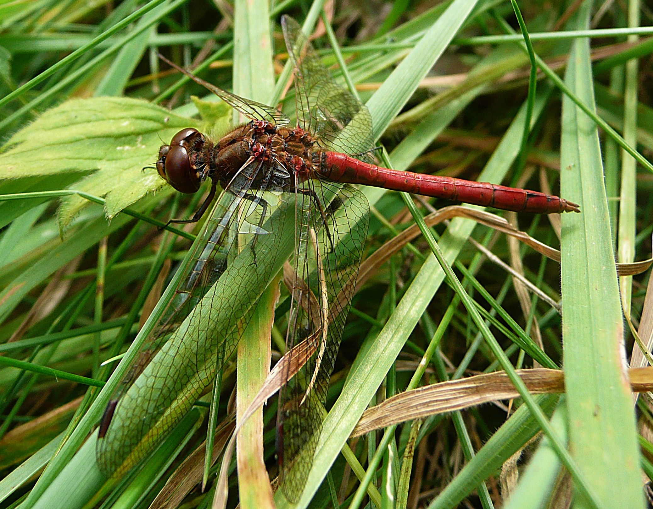 Steenrode Heidelibel man