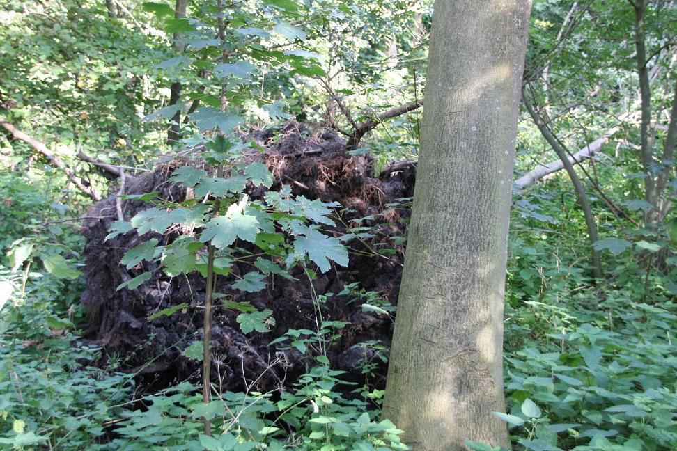 nog een boom omver