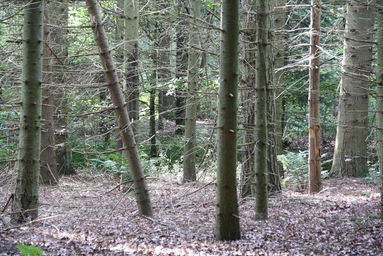 dennebomen