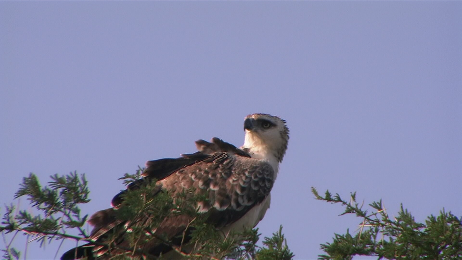 Crowned Eagle 
