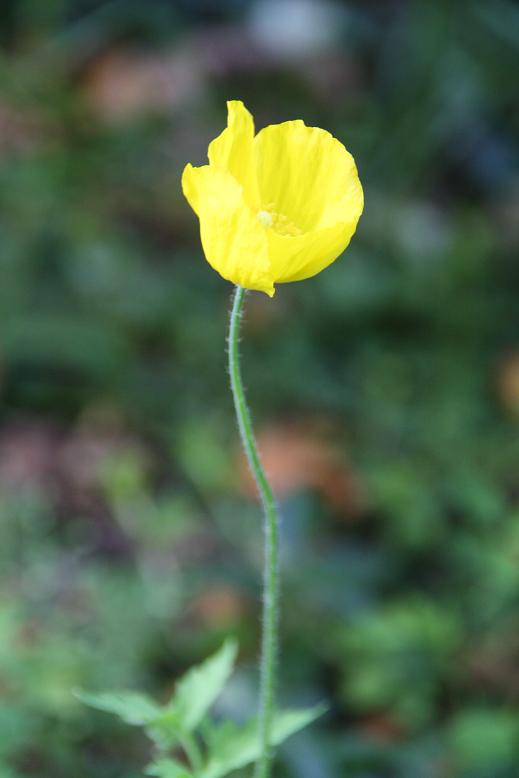 gele papaver