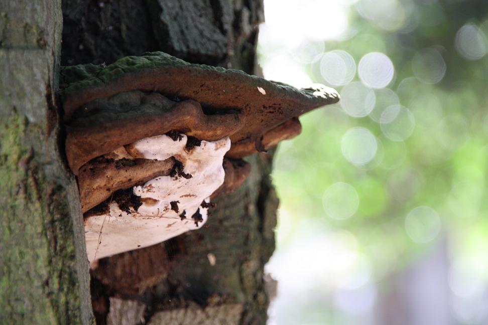 paddenstoelen op boom