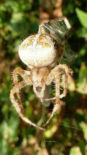 Vijfluik van Kruisspin die prooi vangt (5)