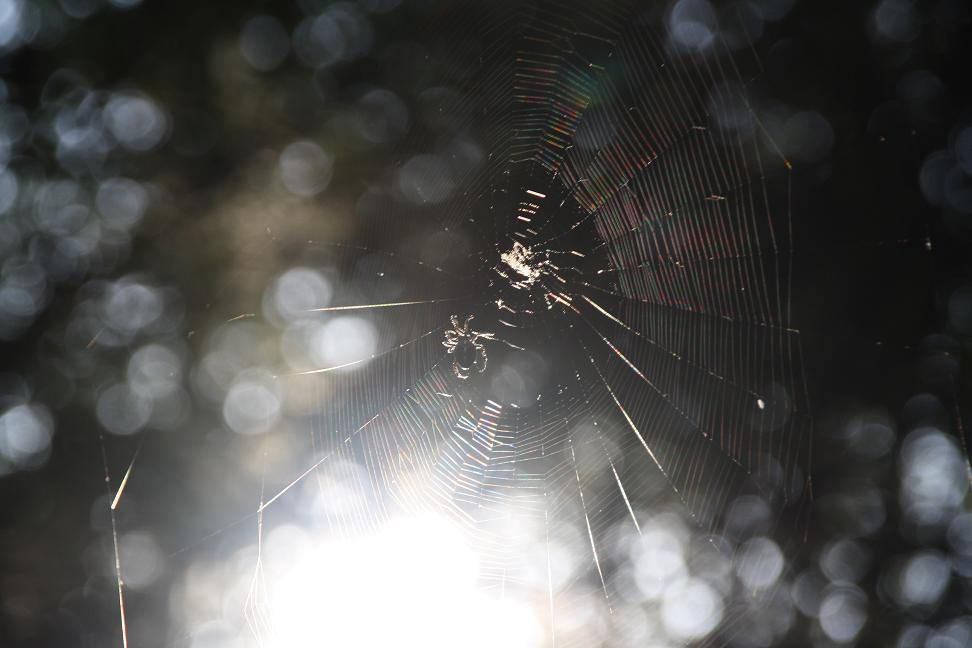 spin in kleurig web 