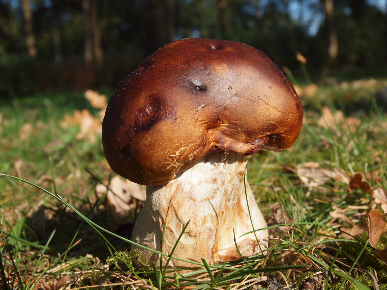 Eekhoorntjesbrood???